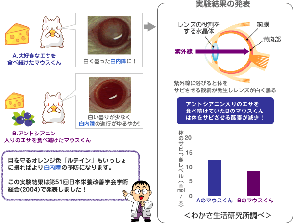 マウスによる実験　”目を守るオレンジ色「ルテイン」もいっしょに摂ればより白内障の予防になります。この実験結果は第51回日本栄養改善学会学術総会(2004)で発表しました！”
