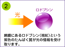 (2)網膜にあるロドプシン（視紅）という紫色のたんぱく質が光の情報を受け 取ります。