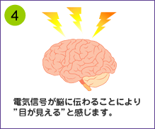 (4)電気信号が脳に伝わることにより ”目が見える”と感じます。