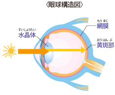 眼球構造図